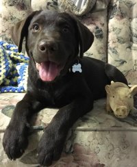 daycare puppy enjoying their time with us!