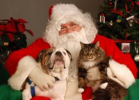 Pet Pics With Santa